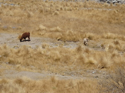 Two Lamas.